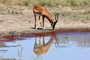 Impala