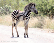 Zebras