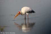 Sattelstorch, Saddle-billed Stork